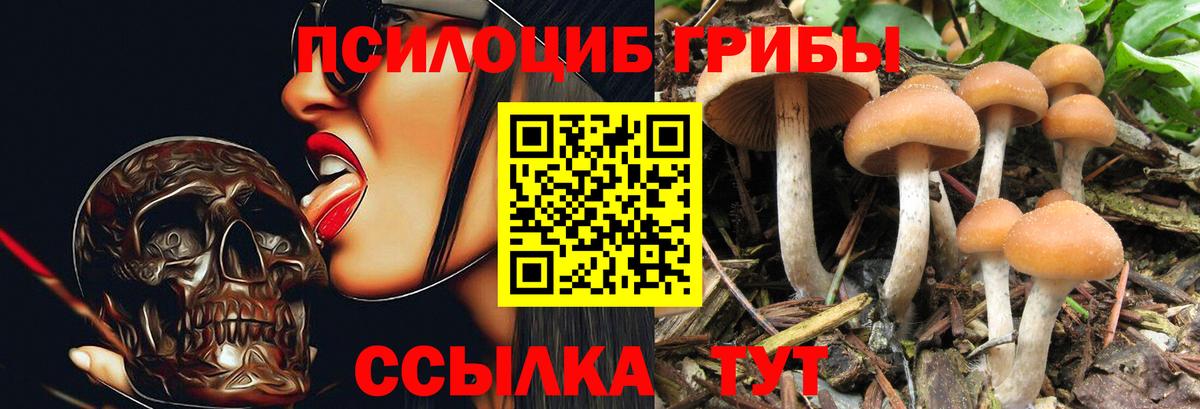 Псилоцибиновые грибы мицелий  Псилоцибиновые грибы GOLDEN TEACHER  наркотики  Вход с VPN  Калининград 